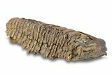 Fossil Woolly Mammoth Lower Molar - Nice Roots! #292760-2